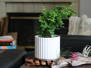 Brush Comb Planter- 6.5" x 6.5"