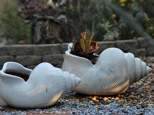 Shell Planter